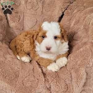 Rex, Mini Bernedoodle Puppy