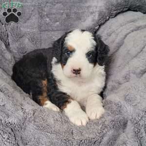 Boomer, Mini Bernedoodle Puppy