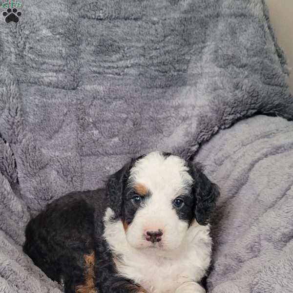 Boomer, Mini Bernedoodle Puppy