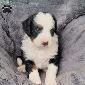 Boomer, Mini Bernedoodle Puppy
