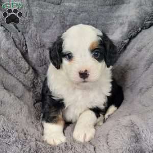 Lucky, Mini Bernedoodle Puppy