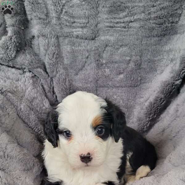 Lucky, Mini Bernedoodle Puppy
