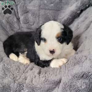 Lucky, Mini Bernedoodle Puppy