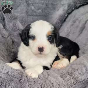 Lucky, Mini Bernedoodle Puppy