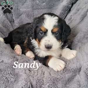 Sandy, Mini Bernedoodle Puppy