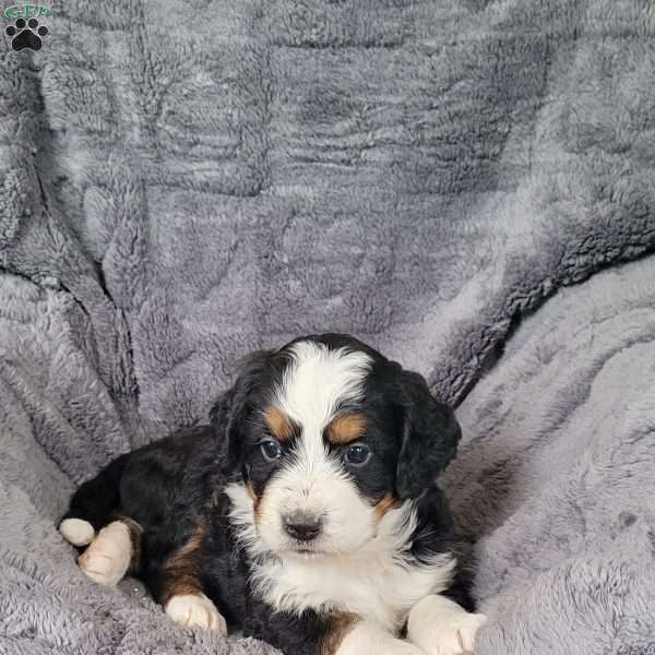 Sandy, Mini Bernedoodle Puppy