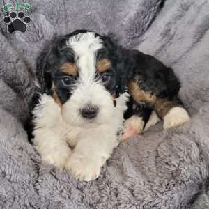 Fifi, Mini Bernedoodle Puppy