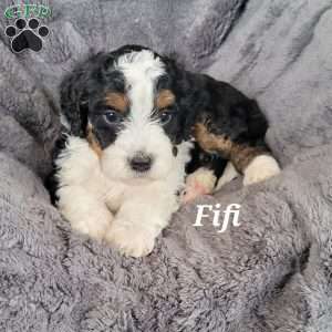 Fifi, Mini Bernedoodle Puppy