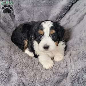 Fifi, Mini Bernedoodle Puppy