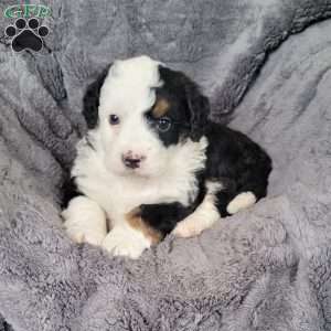 Tilly, Mini Bernedoodle Puppy