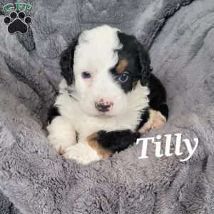Tilly, Mini Bernedoodle Puppy
