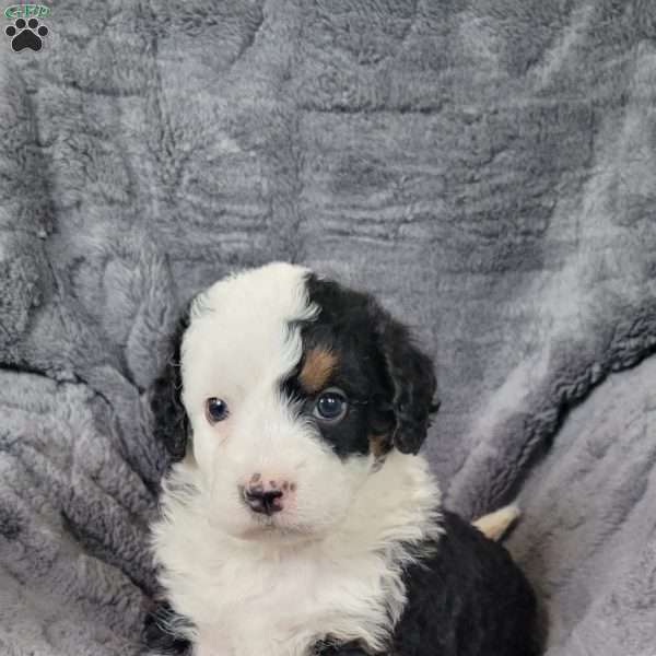 Tilly, Mini Bernedoodle Puppy