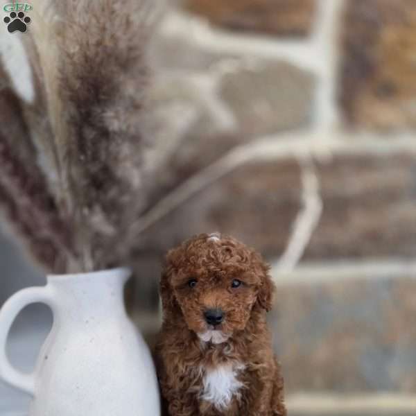 Badger, Miniature Poodle Puppy