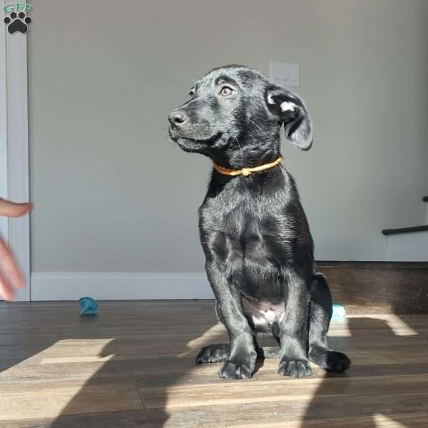 Bruiser, Belgian Malinois Mix Puppy