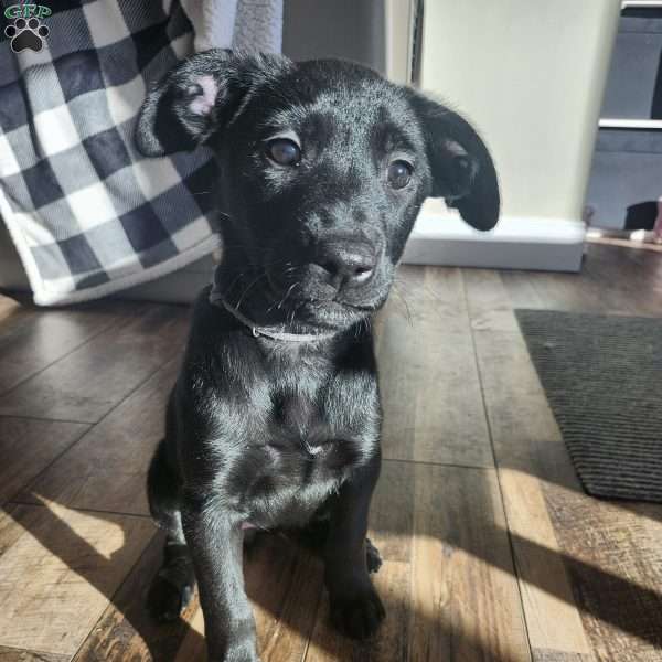 Little Howler, Belgian Malinois Mix Puppy