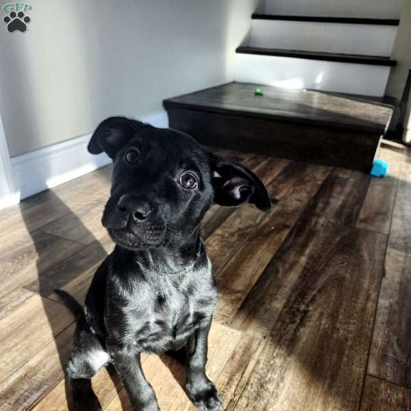 Lovey, Belgian Malinois Mix Puppy