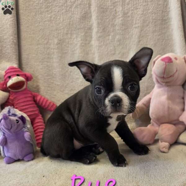 Rue, Boston Terrier Puppy