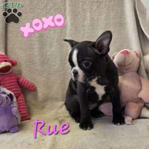 Rue, Boston Terrier Puppy