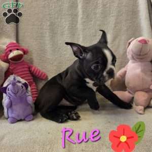 Rue, Boston Terrier Puppy