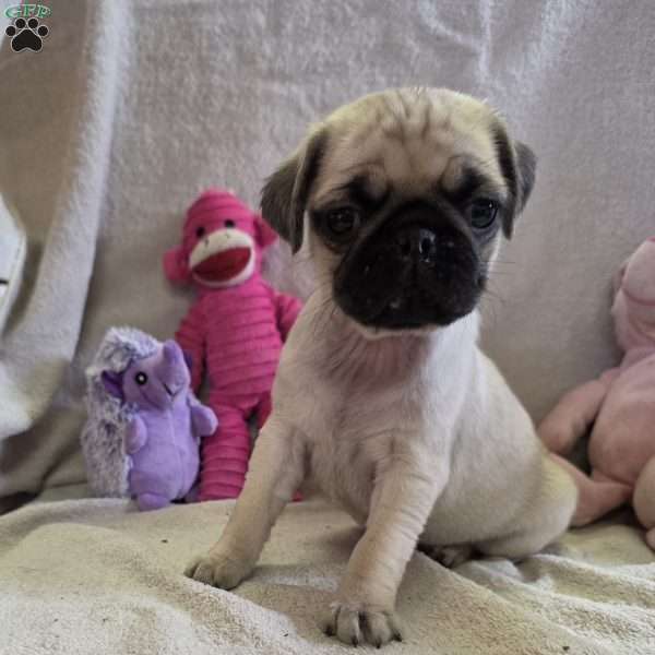 Muffin, Pug Puppy