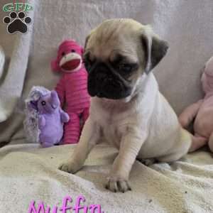 Muffin, Pug Puppy