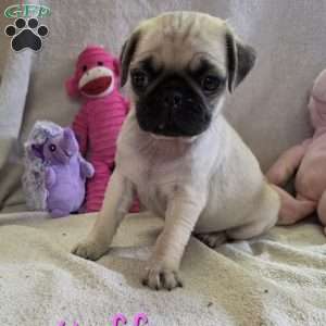 Muffin, Pug Puppy