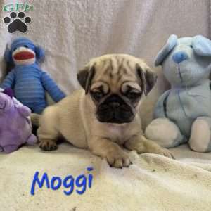 Moggi, Pug Puppy