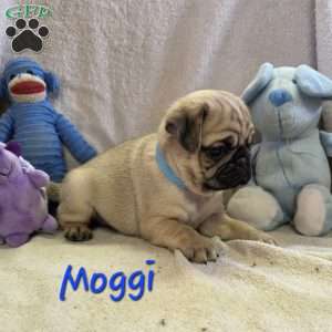 Moggi, Pug Puppy