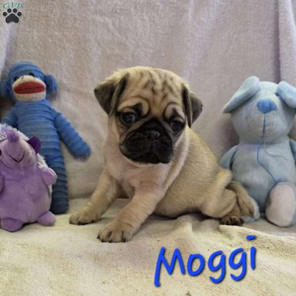 Moggi, Pug Puppy