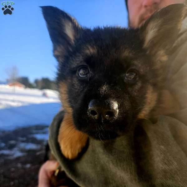 Bluey, German Shepherd Puppy