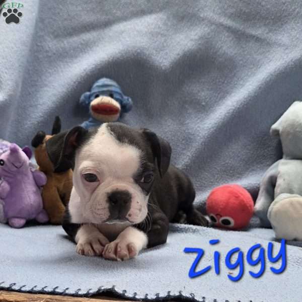 Ziggy, Boston Terrier Puppy