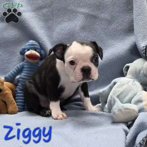 Ziggy, Boston Terrier Puppy