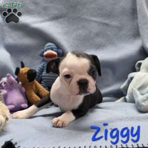 Ziggy, Boston Terrier Puppy