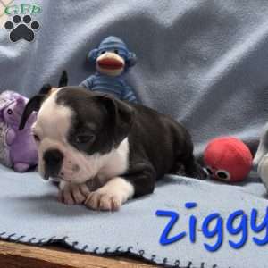 Ziggy, Boston Terrier Puppy