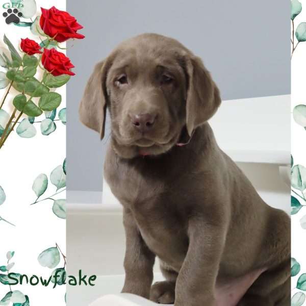 Snowflake, Silver Labrador Retriever Puppy