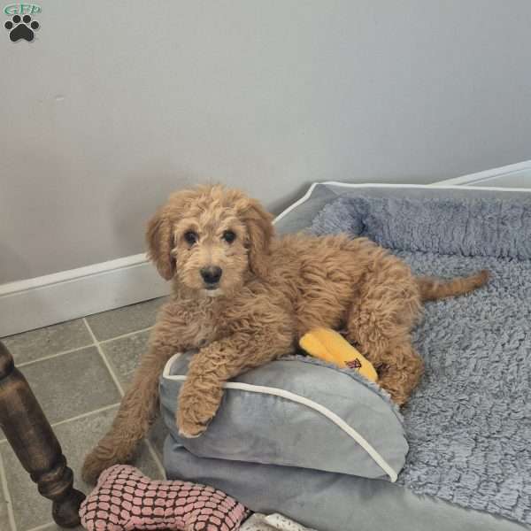 Ellie, Goldendoodle Puppy