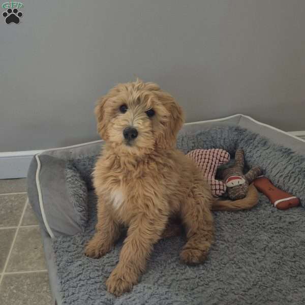Theo, Goldendoodle Puppy