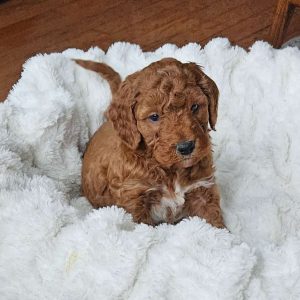 Blaze F1BB, Mini Goldendoodle Puppy