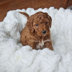 Blaze F1BB, Mini Goldendoodle Puppy