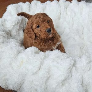 Blaze F1BB, Mini Goldendoodle Puppy