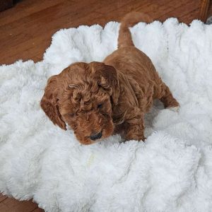 Blaze F1BB, Mini Goldendoodle Puppy