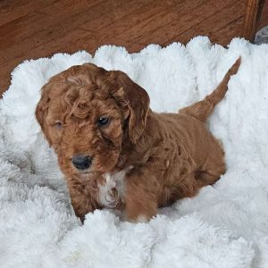 Blaze F1BB, Mini Goldendoodle Puppy