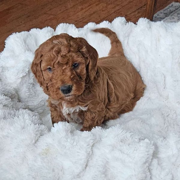 Blaze F1BB, Mini Goldendoodle Puppy