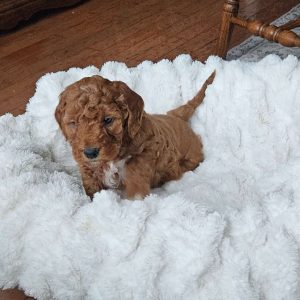 Blaze F1BB, Mini Goldendoodle Puppy