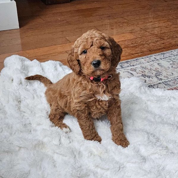Auburn F1BB, Mini Goldendoodle Puppy