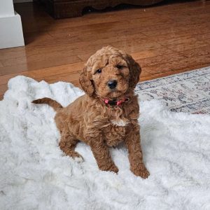 Auburn F1BB, Mini Goldendoodle Puppy