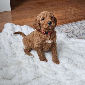 Auburn F1BB, Mini Goldendoodle Puppy