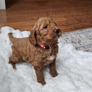 Auburn F1BB, Mini Goldendoodle Puppy