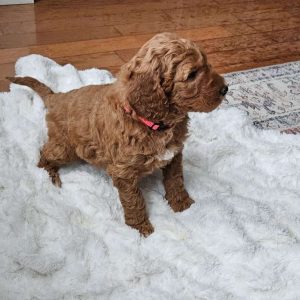 Auburn F1BB, Mini Goldendoodle Puppy