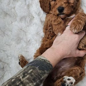 Auburn F1BB, Mini Goldendoodle Puppy